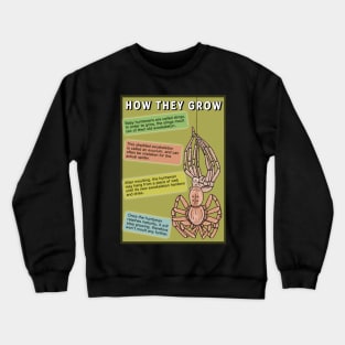 Huntsman spider information poster Crewneck Sweatshirt